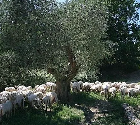 Casa Fallocchio San Casciano in Val di Pesa